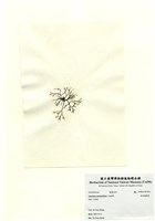 藏品(傘房龍鬚菜)的圖片